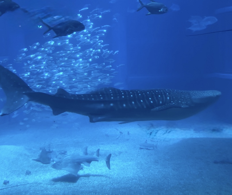 海遊館🦈