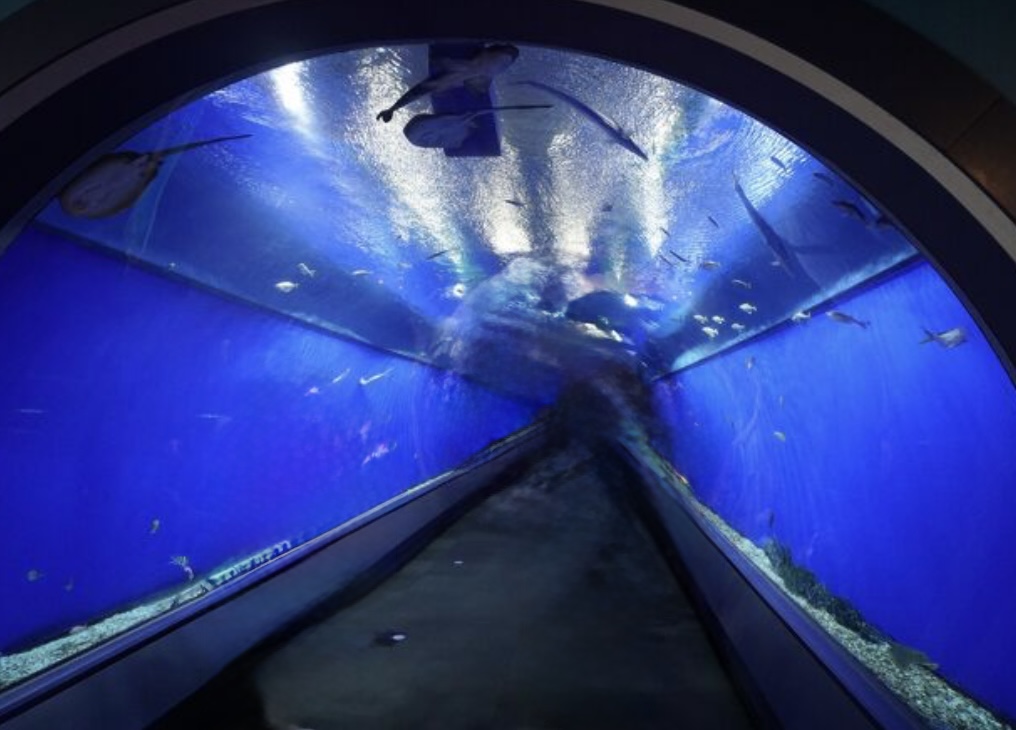 海遊館🦈