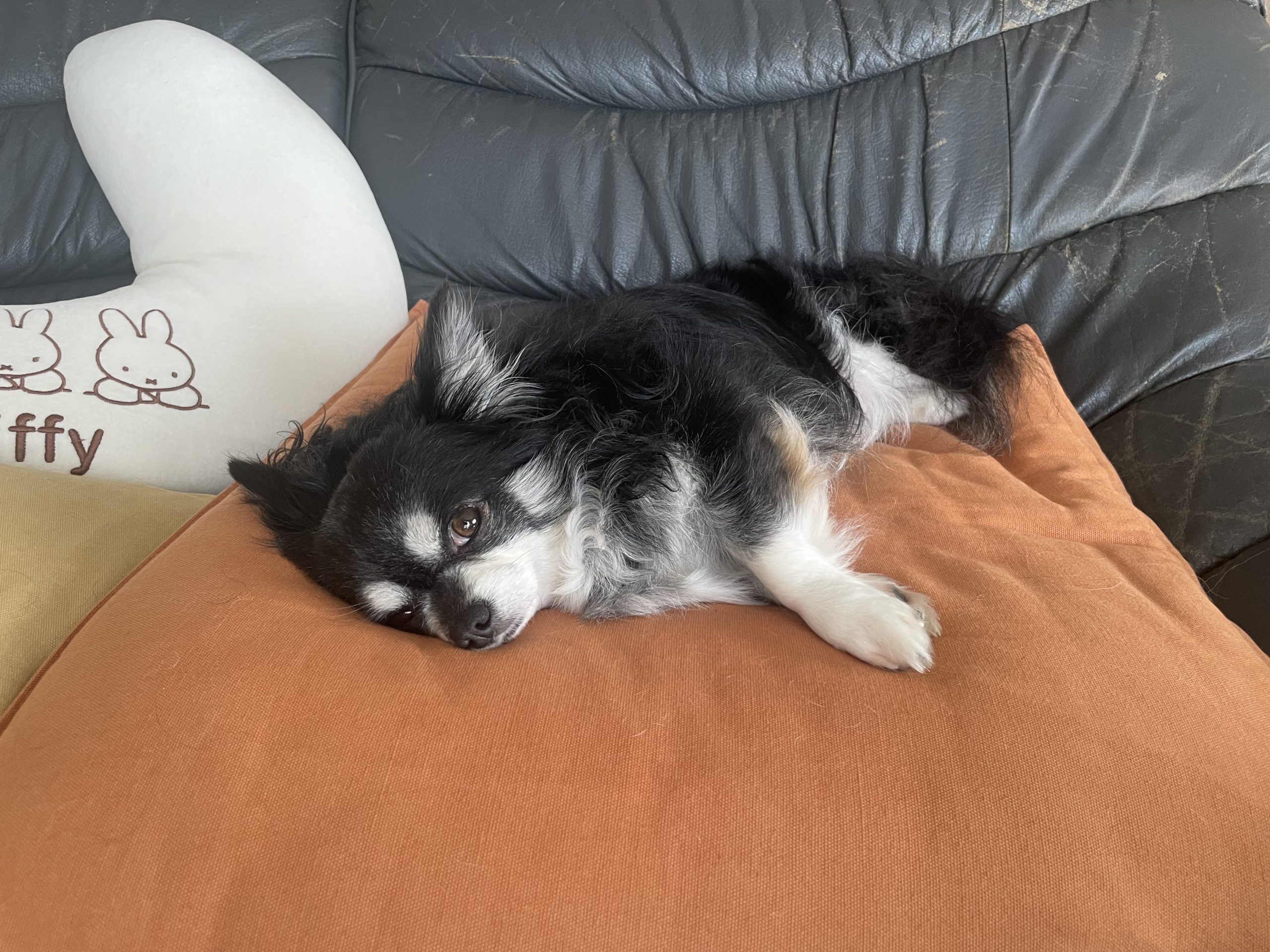 仰向けで寝る愛犬🐶