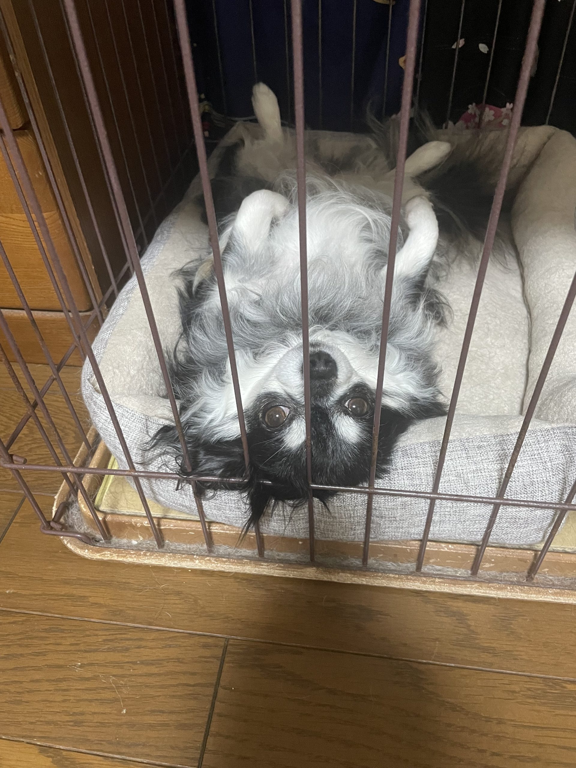仰向けで寝る愛犬🐶