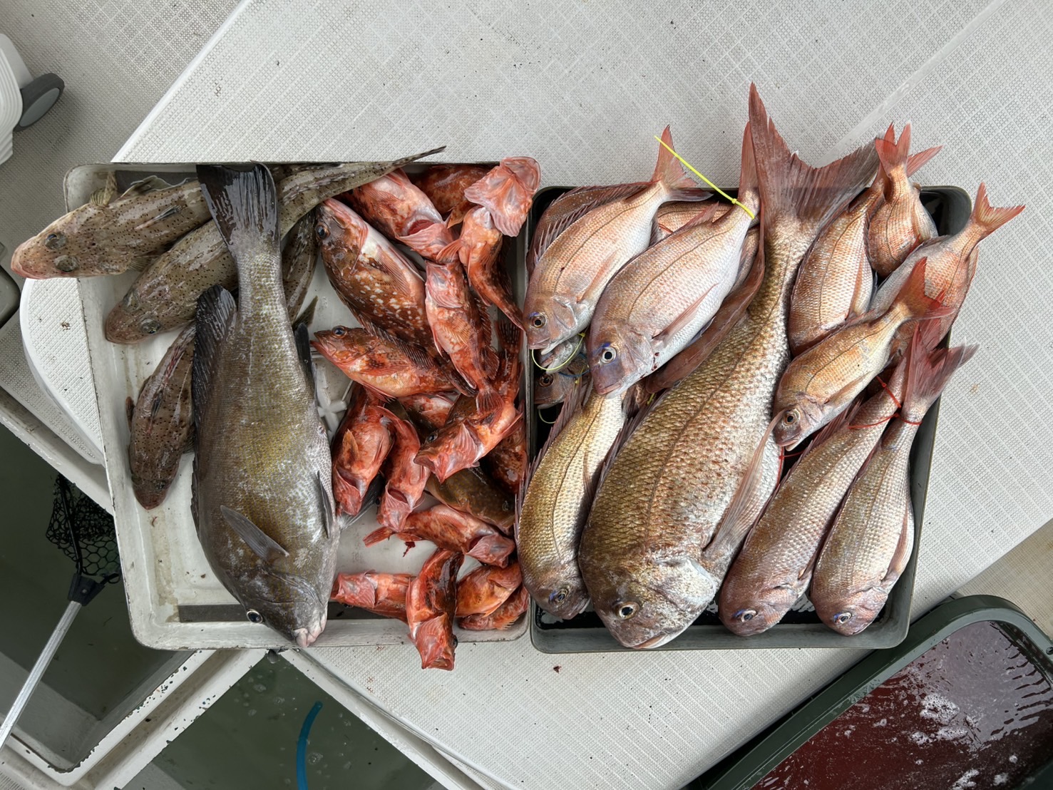 釣り好きな人募集‼︎ 釣りしてみたい人募集‼︎ なんか趣味持ちたい人募集‼︎