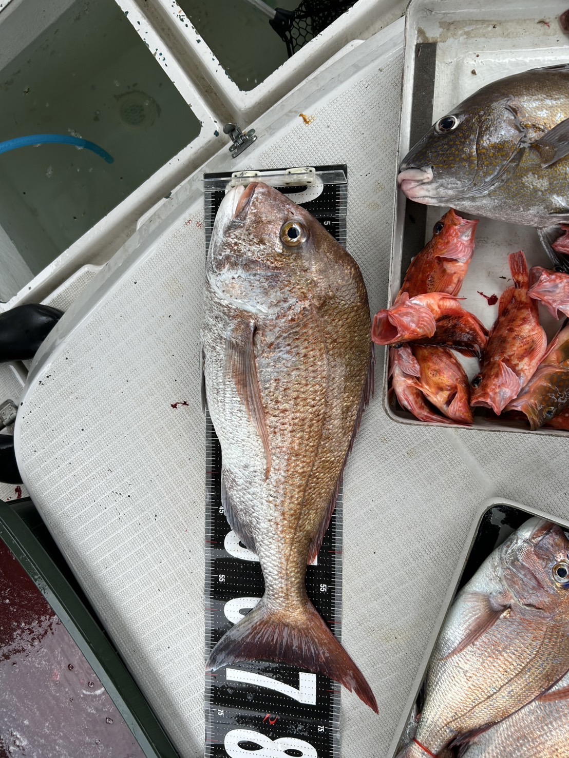 釣り好きな人募集‼︎ 釣りしてみたい人募集‼︎ なんか趣味持ちたい人募集‼︎