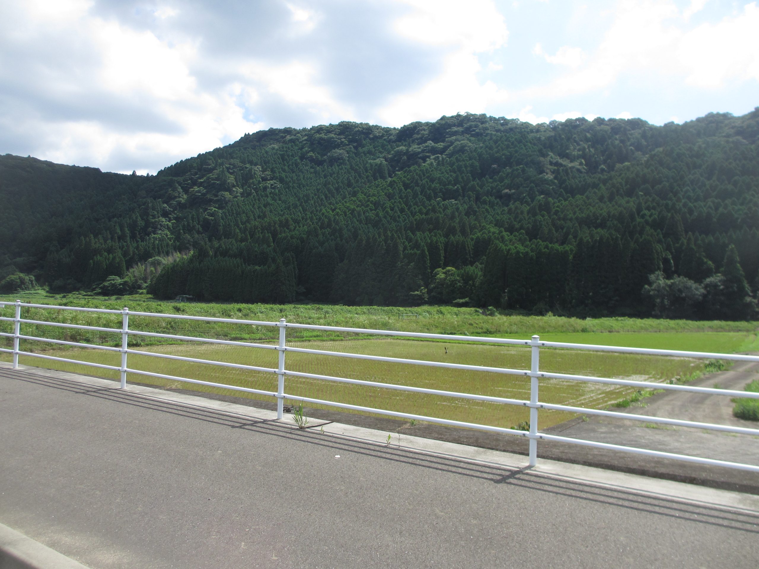 厳しい夏