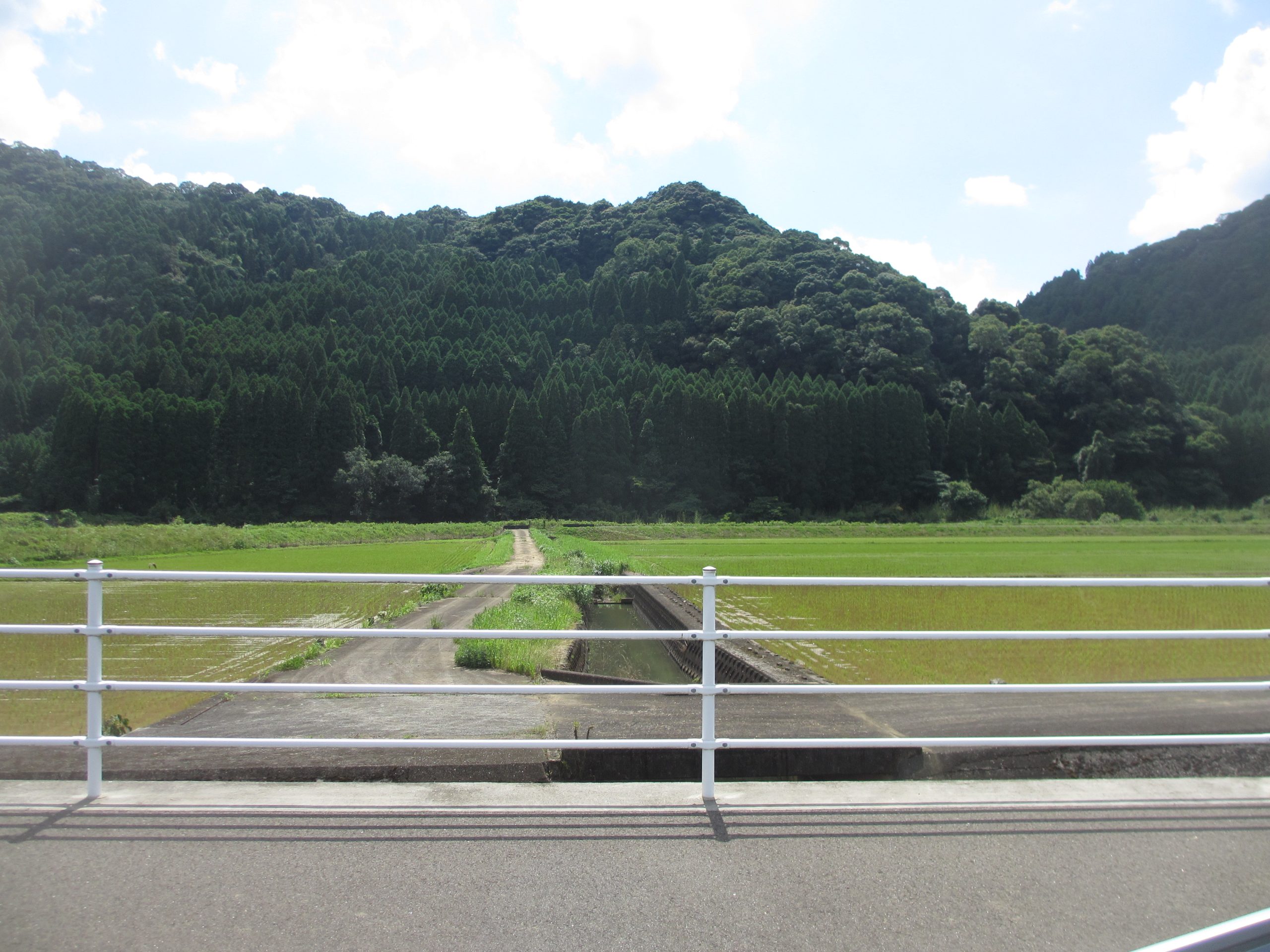厳しい夏