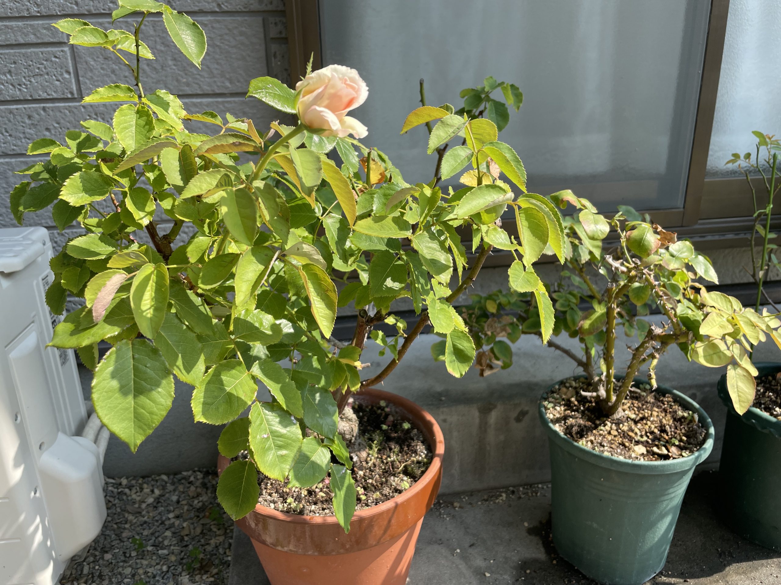 花言葉🍀