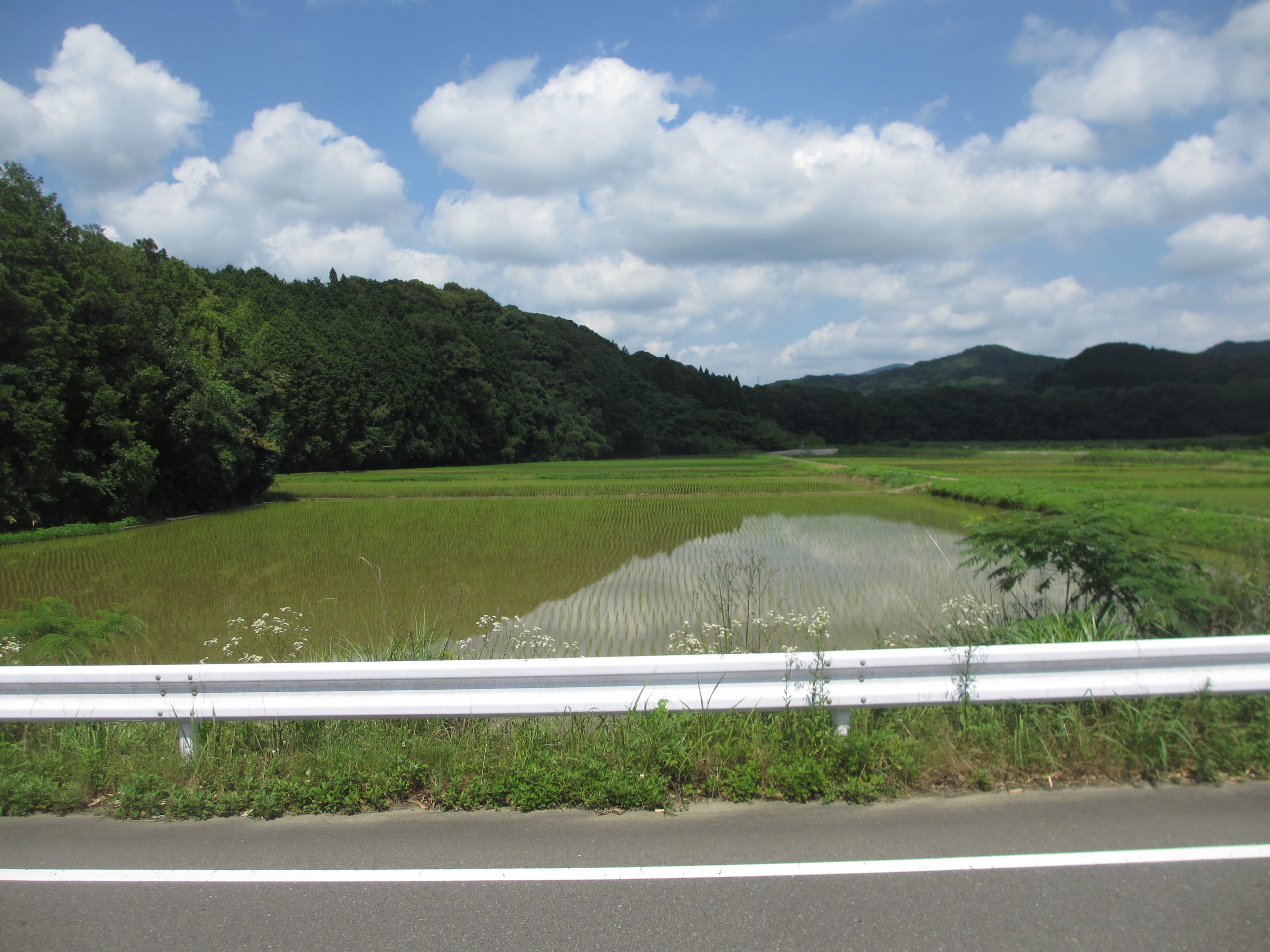 厳しい夏