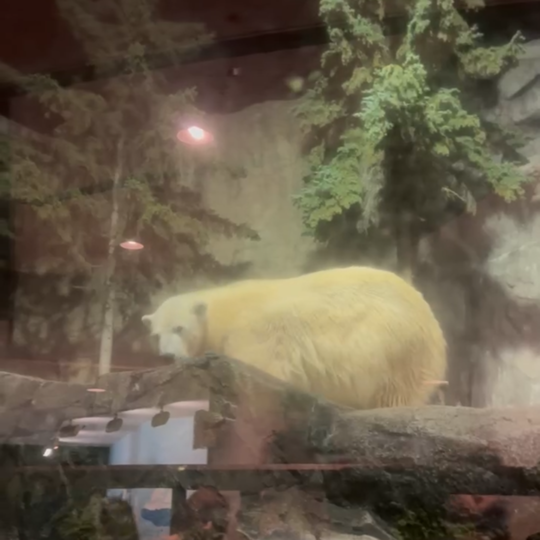 旭山動物園へ行ってきました🐻