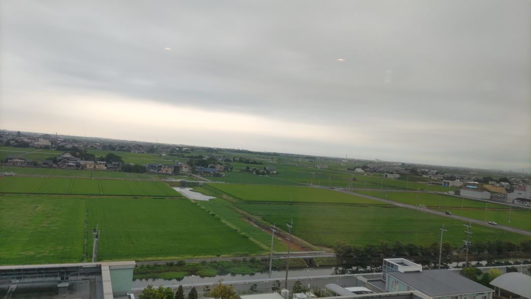 せみ