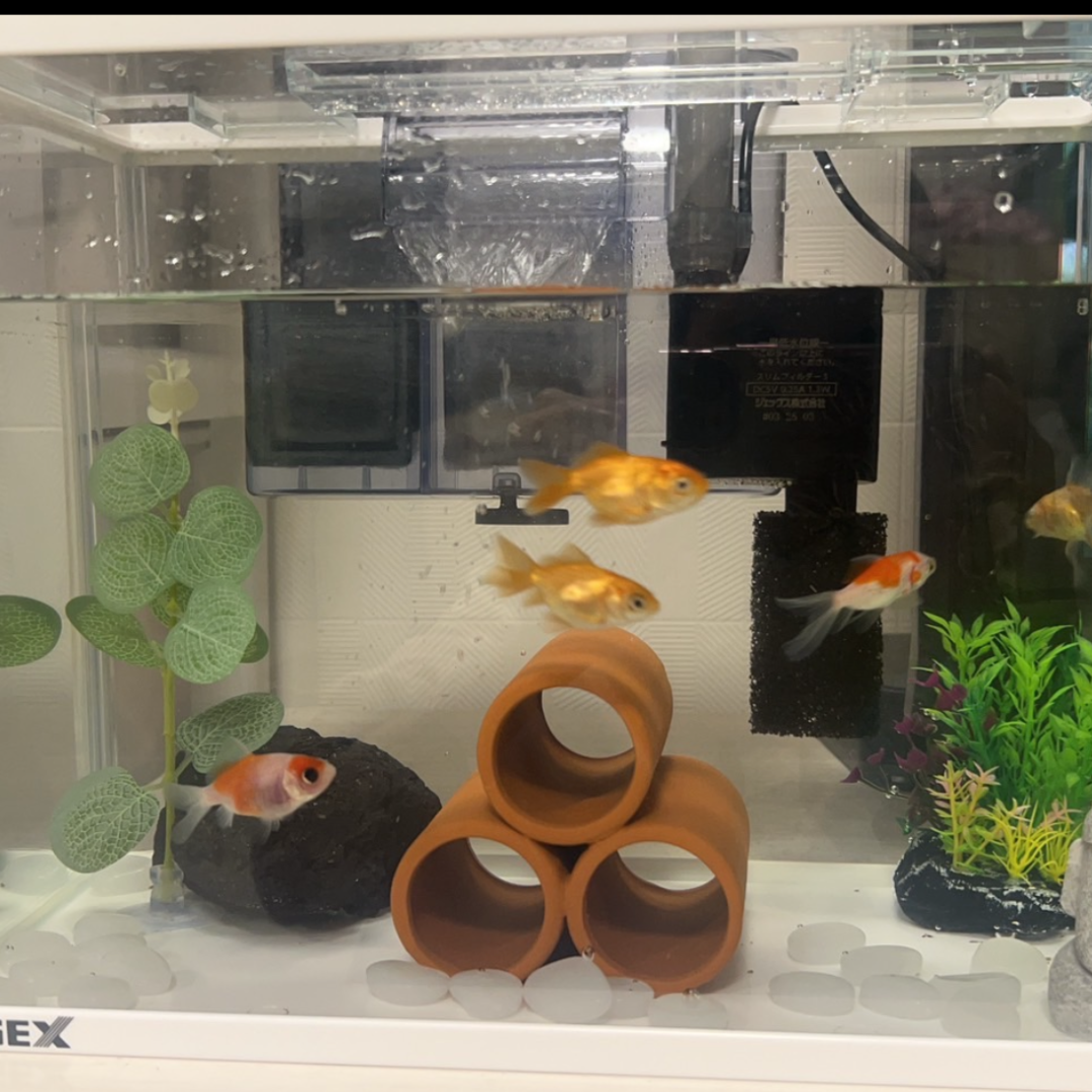 縁日の金魚たち、３ヶ月後の今