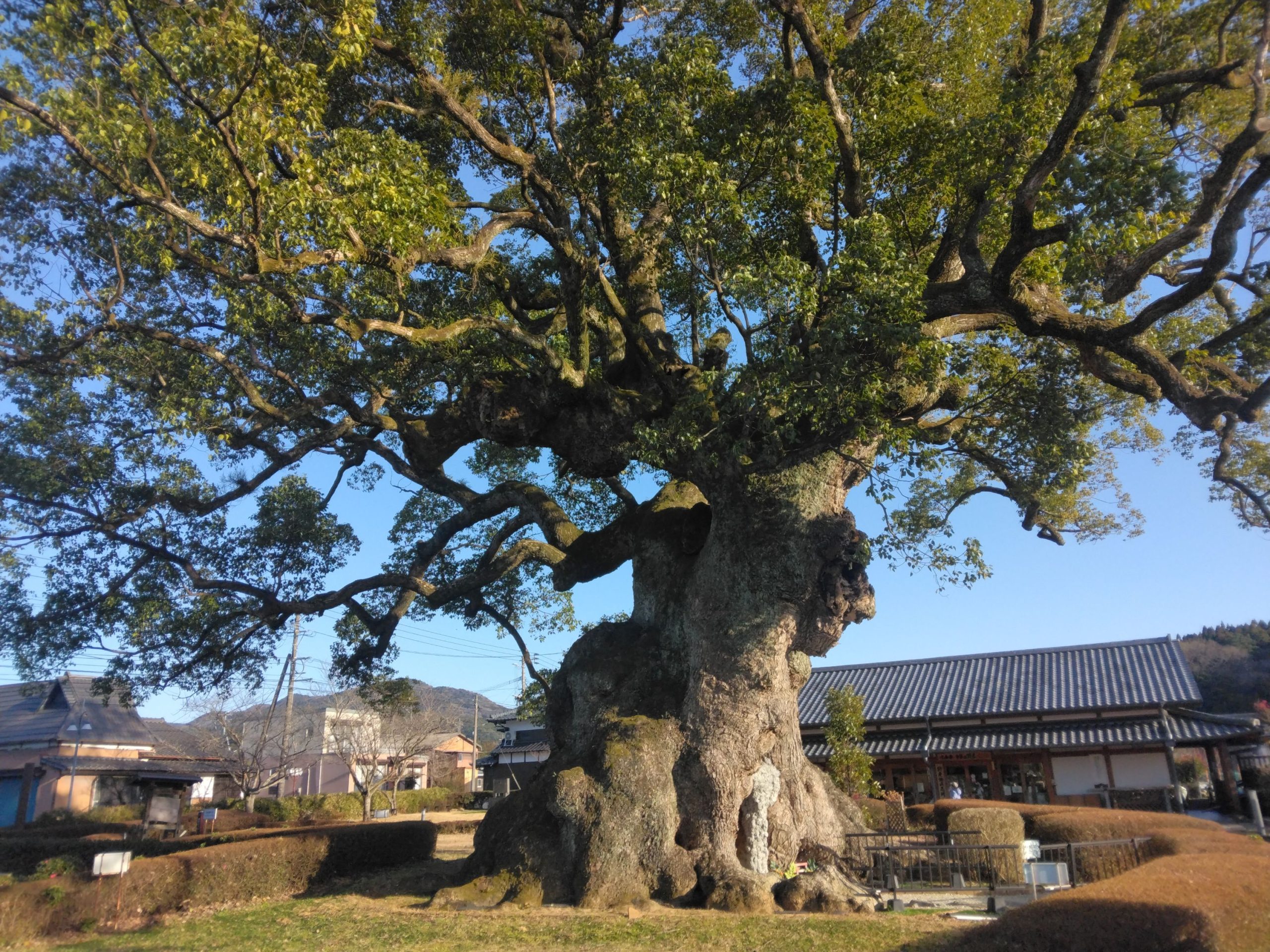 “ 川古のクス ” の紹介