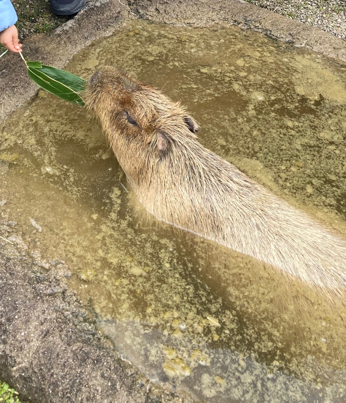 山口県のサファリランドへ🦁